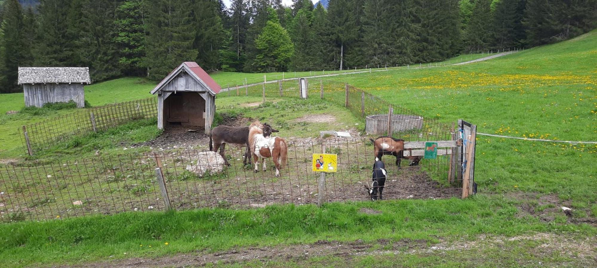 Jausenstation Neuschwand Villa Hittisau Esterno foto